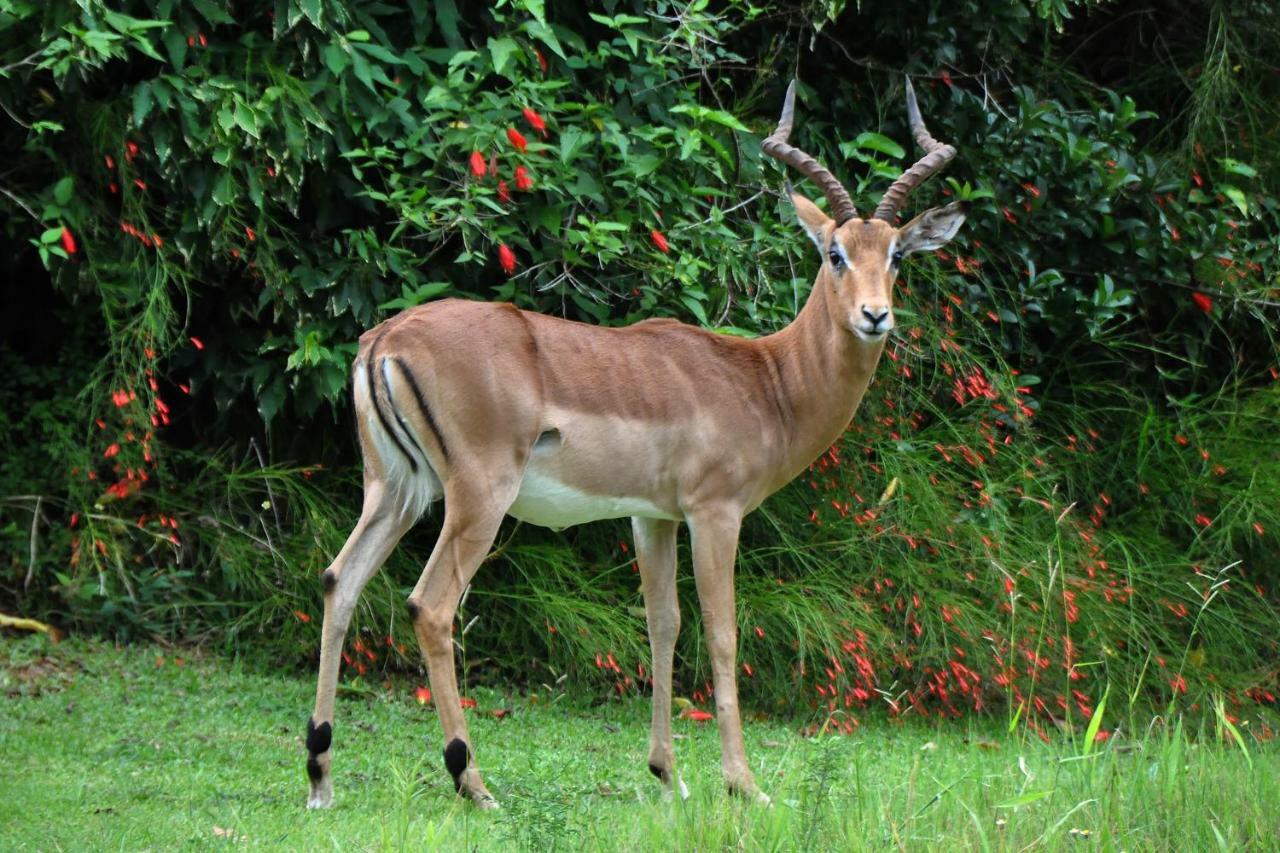 Kruger Park Lodge Unit No. 543 Hazyview Eksteriør billede